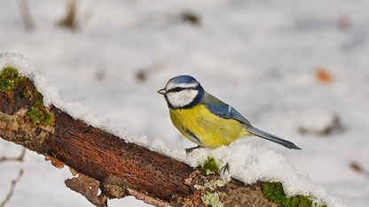 Vibe Coding 在代码生成与协作中的实践与思考