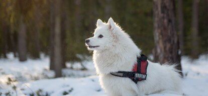 前端周报 Firefox 71发布 亚马逊宣布进军量子计算 谷歌两位联合创始人退位 Infoq