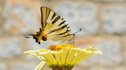 InfoQ Dev Summit 慕尼黑站:五个常见的 AI 安全误区被打破