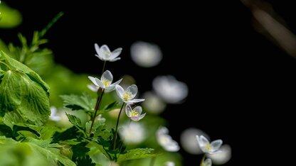 Pinterest工程通过运行时感知分片将Android CI构建时间缩短了36%