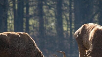 OpenAI扩展Responses API，为自主智能体提供基础设施