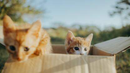 测试人员可以做些什么来确保软件安全