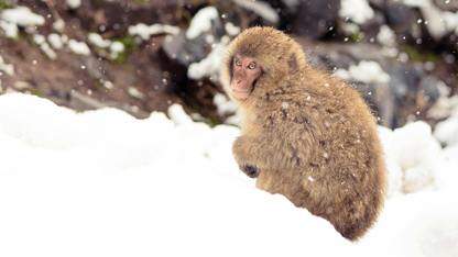百度资深架构师颜志杰确认出席AICon北京站,分享Coding Agent在企业大规模落地的实践与挑战