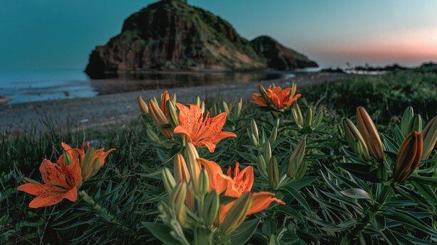 昨夜，OpenAI 祭出首个实时编码模型，没用英伟达芯片！谷歌重磅更新 Deep Think，姚顺宇参与