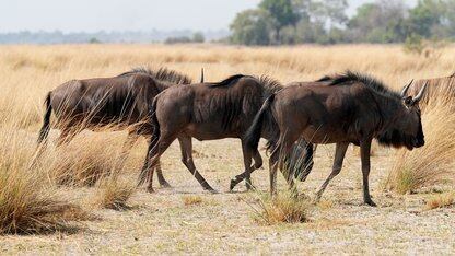 效率狂飙数倍后：Coding Agent已然成熟，但开放世界仍是“无人区”