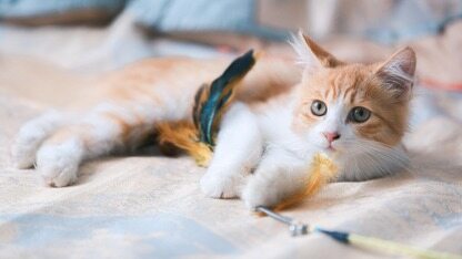 受够了Copilot的“霸王条款”？GitHub全球宕机遭怒骂，引爆开发者“大逃离”！