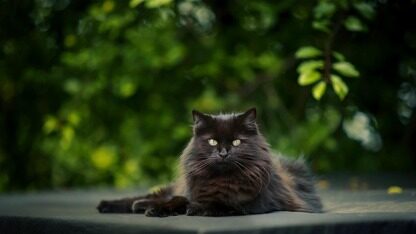 Win11 已近乎“残废”?微软承认多个核心功能崩盘,锅要甩给 AI 编程吗?