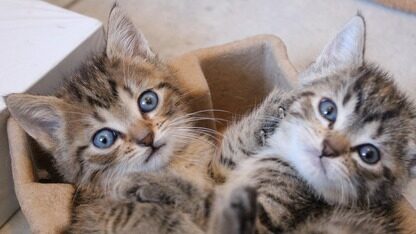 同日敲钟港交所！时隔一年，文远知行和小马智行齐实现双重上市