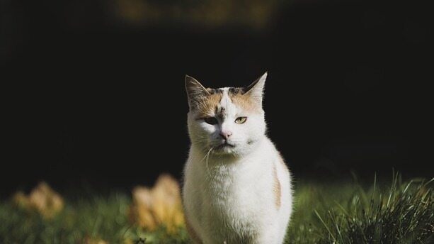 Vibe Coding“血洗”开源，社区吵翻了：封杀菜鸡AI开发者？不如给维护者打钱！