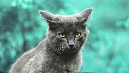 IDC 最新AI Infra报告解读｜AI 云爆发的背后：AI 应用全球化势不可挡