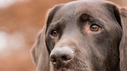 Stripe工程师部署了自主智能体Minions，每周生成数千个拉取请求