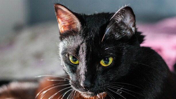 25000 美元卖公司内部截图，丢了饭碗还要吃牢饭！大厂百万年薪抢招“内鬼分析师”，围剿下一个“自己人”