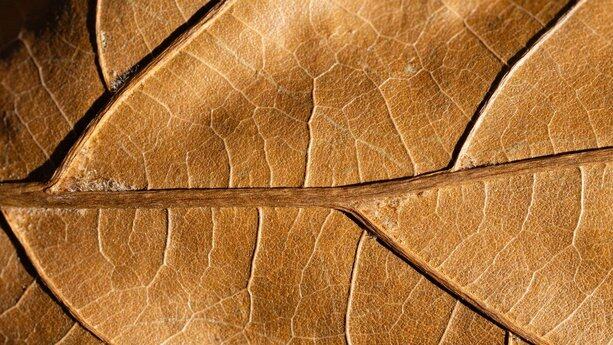 “2030年消灭所有C/C++”？微软紧急否认AI+Rust重写Windows 11，但“一人一月一百万行代码”已让技术圈炸锅