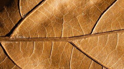 “2030年消灭所有C/C++”?微软紧急否认AI+Rust重写Windows 11,但“一人一月一百万行代码”已让技术圈炸锅