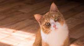 Go语言专家曹大谈十年技术生涯：有理想，但不理想化