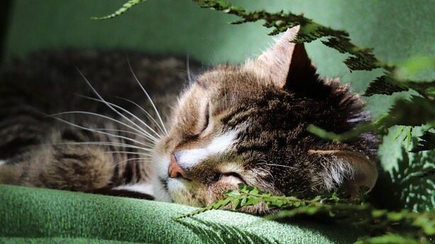 “再也不雇人类了！”高薪员工闪辞，创始人直接用Agent填满工位，半年前才被AI坑得删库？