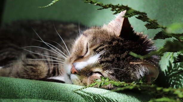 曝DeepSeek新模型提前给华为等国内厂商“开绿灯”，V4 Lite 绝密参数外泄