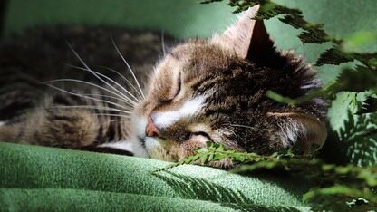 鸿蒙好文月度精选丨2026_2月刊