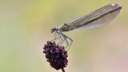 以太坊团队备战ETH 2首次硬分叉