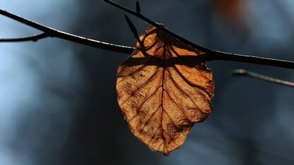 告别深夜改Bug!CodeGenie帮你快速“驯服”鸿蒙编译错误!