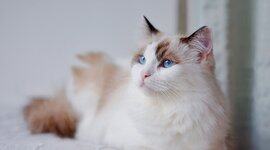 分钟级定位 IO 瓶颈：多租户云环境下的智能诊断