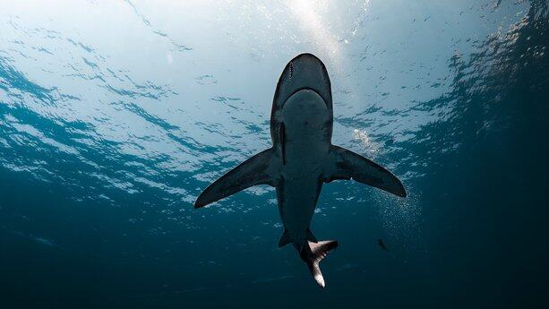 突然！谷歌发布 Gemini 3：百万上下文 + 全链路 Agent直接封神！Claude 被秒成渣了