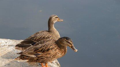 WASI 1.0：WebAssembly可能在2026年悄然普及