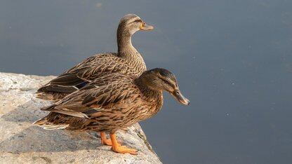 Anthropic突然封禁第三方工具调用Claude，Cursor、OpenCode、xAI 集体“中枪”！