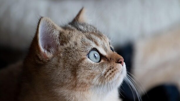 Cloudflare酿六年最惨宕机：一行Rust代码，全球一半流量瘫痪！ChatGPT、Claude集体失联