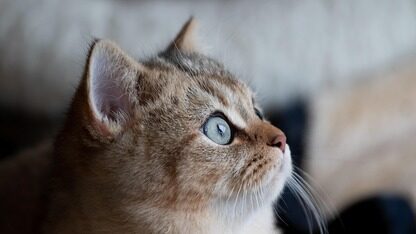 Cloudflare酿六年最惨宕机:一行Rust代码,全球一半流量瘫痪!ChatGPT、Claude集体失联