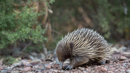 亚马逊云科技和谷歌云预览安全多云网络