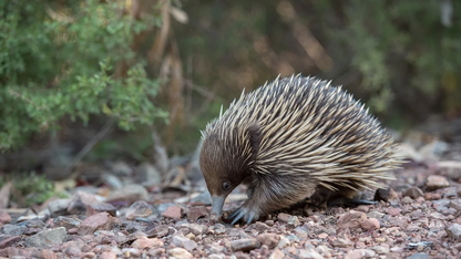 第二曲线×AI出海｜2026东南亚AI应用出海峰会于4月在曼谷举办！