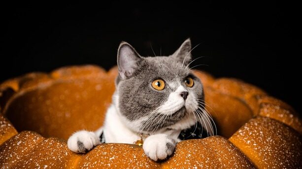 谷歌创始人罕见反思：低估 Transformer，也低估了 AI 编程的风险，“代码错了，代价更高”