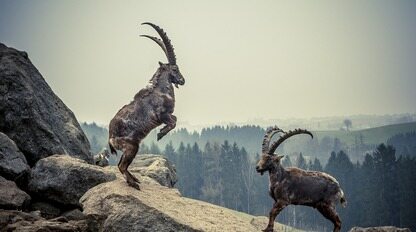 突发！中芯国际被曝“内讧”，蒋尚义刚被任命为副董事长，联席CEO梁孟松随后离职