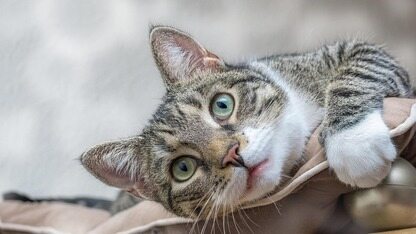 构建 Coding Agent 的飞轮:Feedback Loop、Benchmark、Agent Engineers|QCon北京