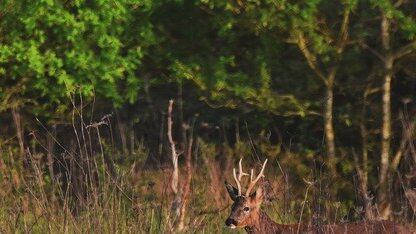 Agoda的Storefront简介:感知延迟的反向代理,用于改善基于DNS的负载分布