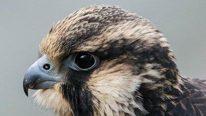 Java 近期新闻：WildFly 35、Jakarta EE 11更新、Java Operator SDK 5.0-RC1