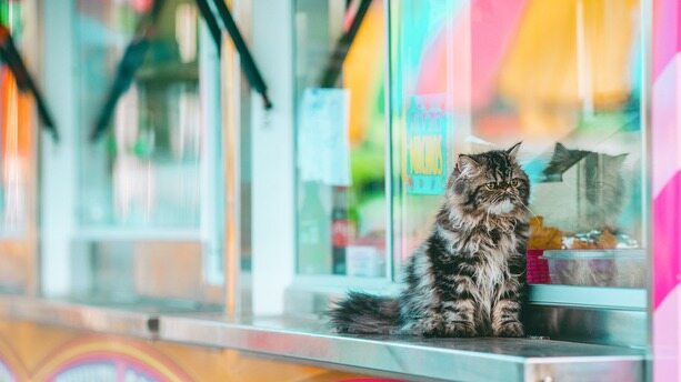 Gemini灵魂人物、传奇工程师Jeff Dean最新访谈：未来人均50个虚拟实习生，用不上专家了！