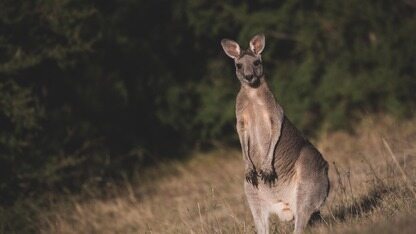 “千问奶茶”二手平台6元转售；追觅俞浩：年终奖最高20个月奖金，总量会达到10亿级；京东001 号快递员：退休金 4000 多，存款百万 | AI周报