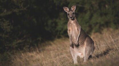 OpenAI 收购了自己的“甲方”公司