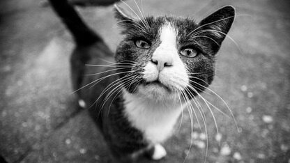 从入门到精通：鸿蒙应用开发实战系列视频课程