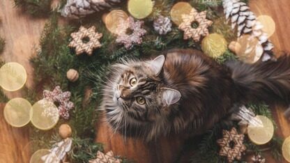 GPT-5.2全力出击！碾压44类专业工作，实测编程同价位无对手、深度推理封神，但速度太拉胯了