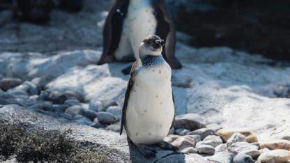 如何导入其他module的so库？