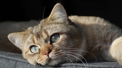 Agent是雷声大雨点小?5位创始人吐真言:“内争外患”还被错配、基模威胁也挺狠