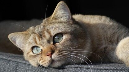 马云现身谈AI:未来一天不用工作八小时,但很多熟悉工种会消失