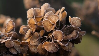 靠创始人亲自假扮AI起家,如今估值10亿美元!印度CEO公开反内卷:从不在10点前起床,也不开例会