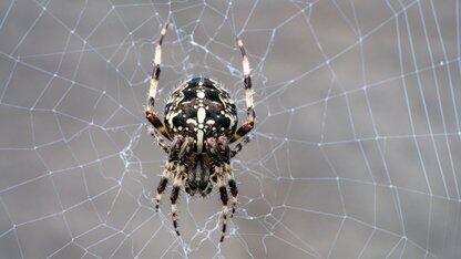 Stripe的零停机数据转移平台以毫秒级流量切换迁移PB级数据