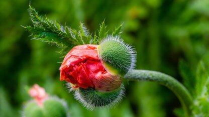 智能体崛起,AI+软件研发到新拐点了?