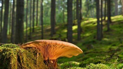游戏编程竟是诺奖级科学家的人生起点！计算机科学的巅峰时代真的来了