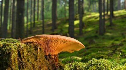 Magika 1.0：基于 Rust 与 AI 的更智能、更高速文件类型识别